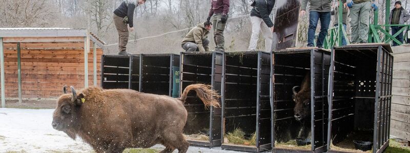 Schnell raus aus der Kiste - das Leben in Freiheit ist für die Tiere neu (Handoutbilder). - Foto: Emil Khalilov/Zoo Berlin/dpa