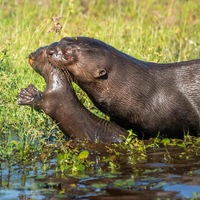 Zoos setzen sich für bedrohte Feuchtgebiete ein / Zum Welttag der Feuchtgebiete am 2. Februar zeigen moderne Zoos, wie Artenschutz in Feuchtlebensräumen funktioniert - Foto: presseportal.de