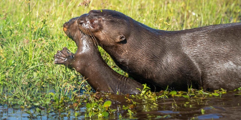 Zoos setzen sich für bedrohte Feuchtgebiete ein / Zum Welttag der Feuchtgebiete am 2. Februar zeigen moderne Zoos, wie Artenschutz in Feuchtlebensräumen funktioniert - Foto: presseportal.de