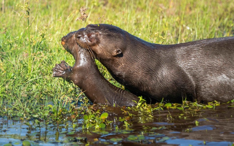 Zoos setzen sich für bedrohte Feuchtgebiete ein / Zum Welttag der Feuchtgebiete am 2. Februar zeigen moderne Zoos, wie Artenschutz in Feuchtlebensräumen funktioniert - Foto: presseportal.de