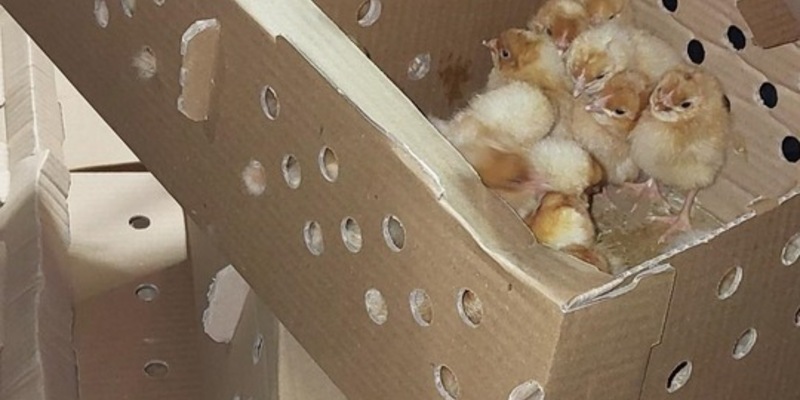 BPOL-KL: Grenzkontrolle deckt Tiertransport mit 1020 Küken auf - Foto: presseportal.de