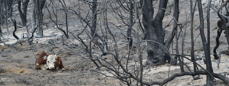 Der Notstand soll die Waldbrandbekämpfung effektiver gestalten. (Archivbild) - Foto: Nicolas Palacios/AP/dpa