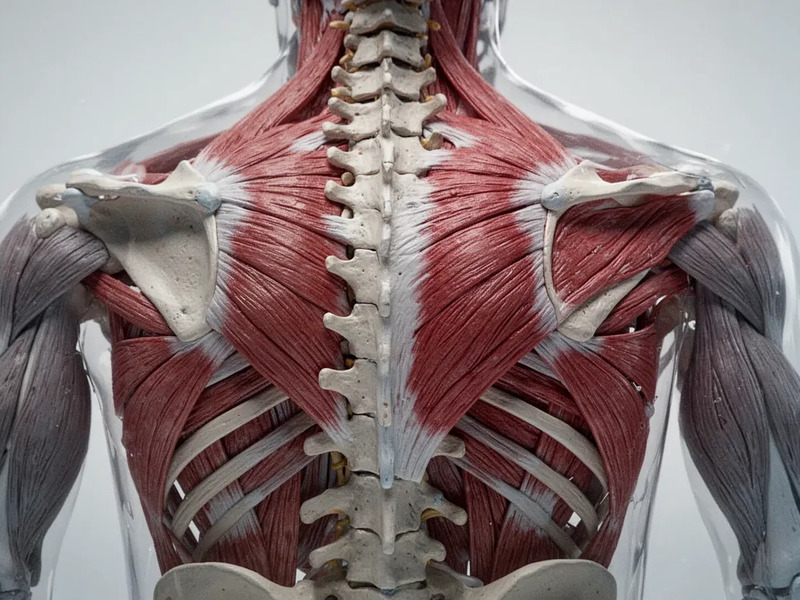 Tiefe Rückenmuskeln: Der Schlüssel gegen chronische Schmerzen - Foto: über boerse-global.de