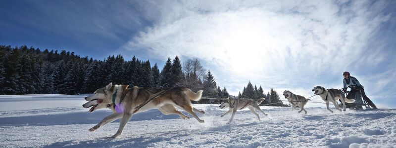 Teams aus etlichen Ländern in Europas gingen im bayerisch-österreichischen Grenzgebiet an den Start. - Foto: Karl-Josef Hildenbrand/dpa