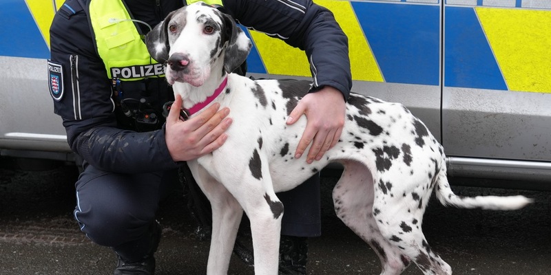 LPI-EF: Hund in Obhut genommen - Polizei und Tierheim suchen Halter - Foto: presseportal.de