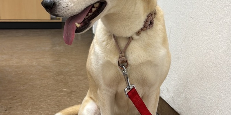 POL-PDKH: Ergänzung zur Pressemitteilung der PI Bad Kreuznach vom 02.02.2026 - 20:19 - Foto: presseportal.de