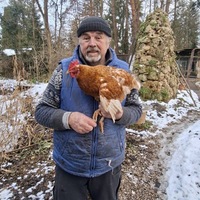 Tierische Marotte: entlaufenes Huhn Henrietta trampt gern / Gerhard Wendl vom Vogelnotruf in Olching im Gespräch mit SWR3 / Happy End: Besitzerin identifiziert Huhn mittels Fotovergleich - Foto: presseportal.de