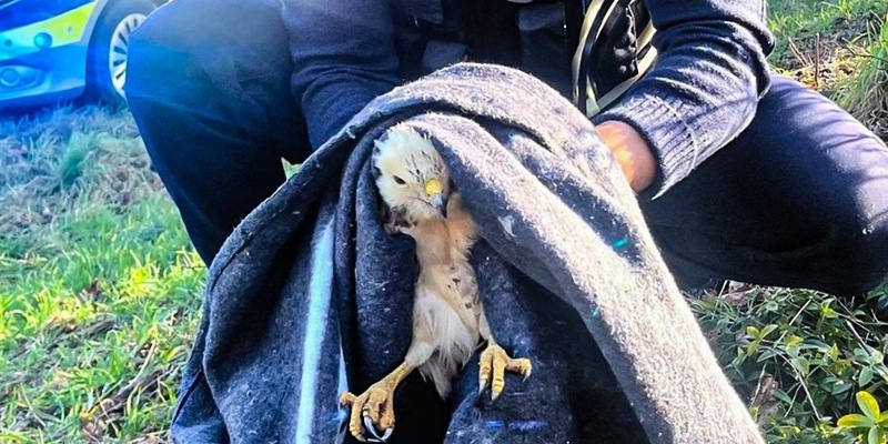 POL-WES: Hamminkeln - Mäusebussard nach Unfall eingefangen - Foto: presseportal.de