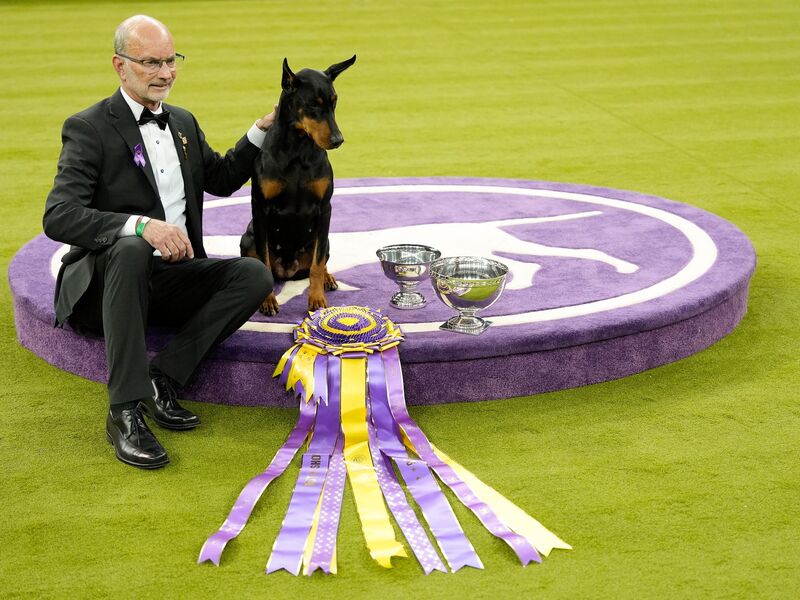 «Penny», die Dobermann-Dame, ist die 42. weibliche Gewinnerin in der 150 Jahre alten Geschichte des Westminster-Hundewettbewerbs.  - Foto: Yuki Iwamura/AP/dpa