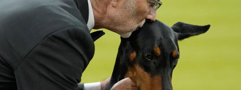 Wer bei der weltberühmten Westminster-Hundeshow den wichtigsten Preis gewinnt, wird oft zu einem Star.  - Foto: Yuki Iwamura/AP/dpa
