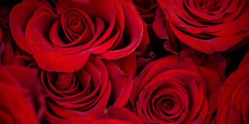 Rosen zählen zu den beliebtesten Valentinstagsgeschenken. - Foto: Pia Bayer/dpa