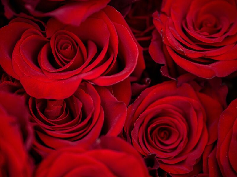 Rosen zählen zu den beliebtesten Valentinstagsgeschenken. - Foto: Pia Bayer/dpa
