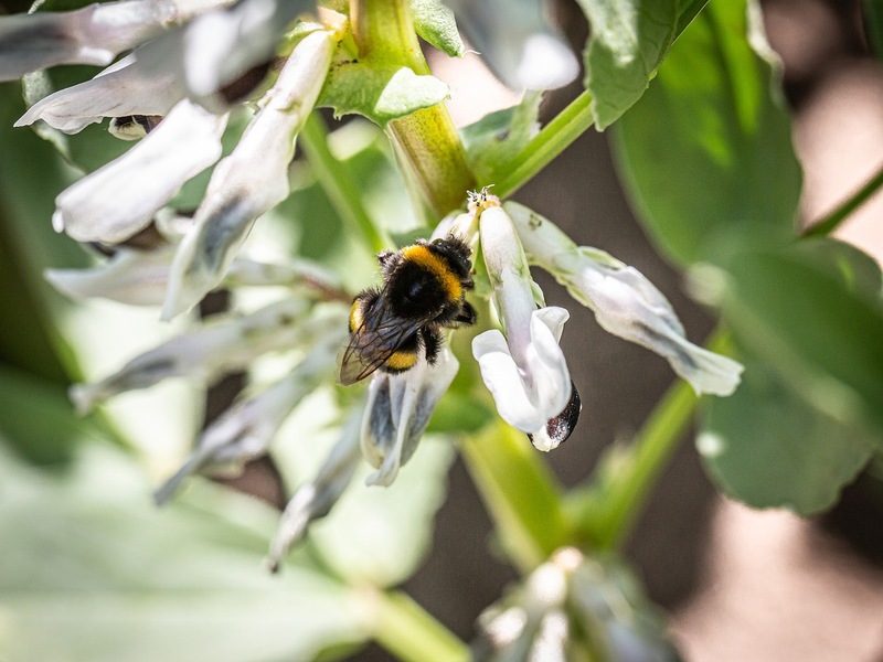 Nachhaltig einkaufen beginnt beim Anbau / World Pulses Day lenkt den Blick auf Körnerleguminosen - Foto: presseportal.de