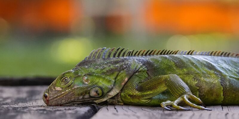 In Südflorida gelten die Tiere als Plage. (Archivfoto) - Foto: Rebecca Blackwell/AP/dpa