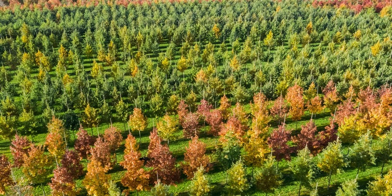 BdB: CO2-Bonus muss dort ansetzen, wo echte CO2-Senken entstehen - in den Baumschulen - Foto: presseportal.de