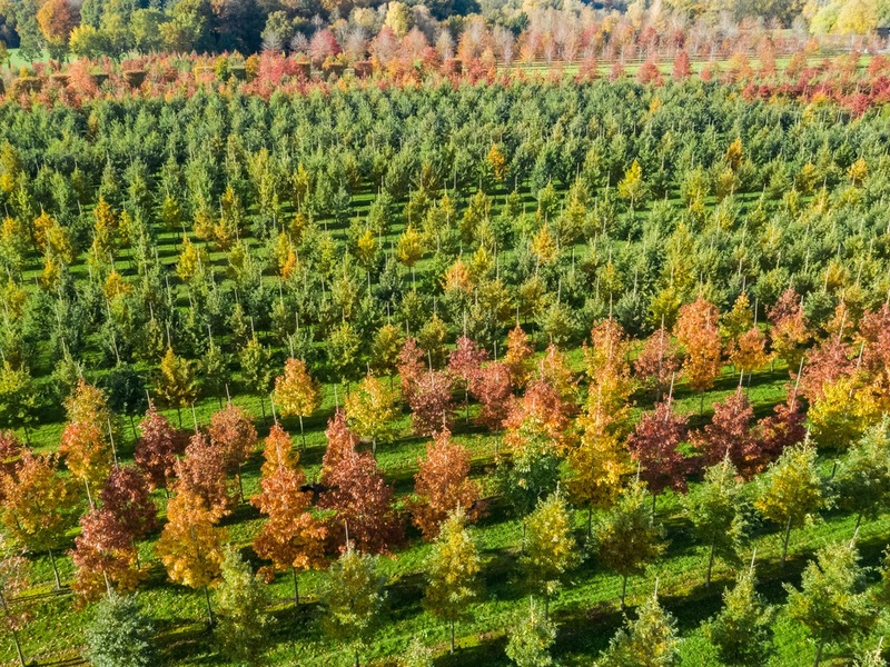 BdB: CO2-Bonus muss dort ansetzen, wo echte CO2-Senken entstehen - in den Baumschulen - Foto: presseportal.de