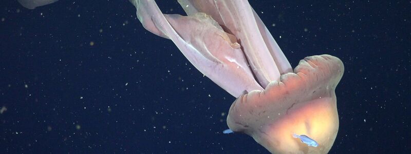 Die Tentakel der Qualle können bis zu zehn Meter lang werden.  - Foto: ROV SuBastian/Schmidt Ocean Institute/dpa