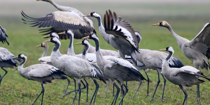 Kraniche stehen Anfang Februar auf einem Feld in Brandenburg - Foto: Patrick Pleul/dpa