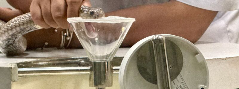 Wenn die Schlange in die Kunststoff-Membran beißt, fließt Gift aus ihrem Maul in einen Glasbehälter. - Foto: Carola Frentzen/dpa