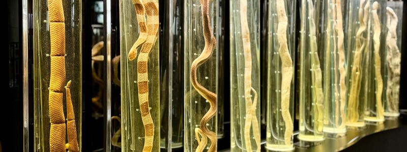 Im angegliederten Schlangenmuseum können Besucher alles über die faszinierenden Tiere lernen. - Foto: Carola Frentzen/dpa
