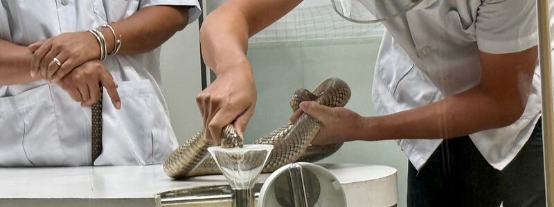 Die Schlangen-Handler gehen sehr routiniert, aber auch vorsichtig vor. - Foto: Carola Frentzen/dpa