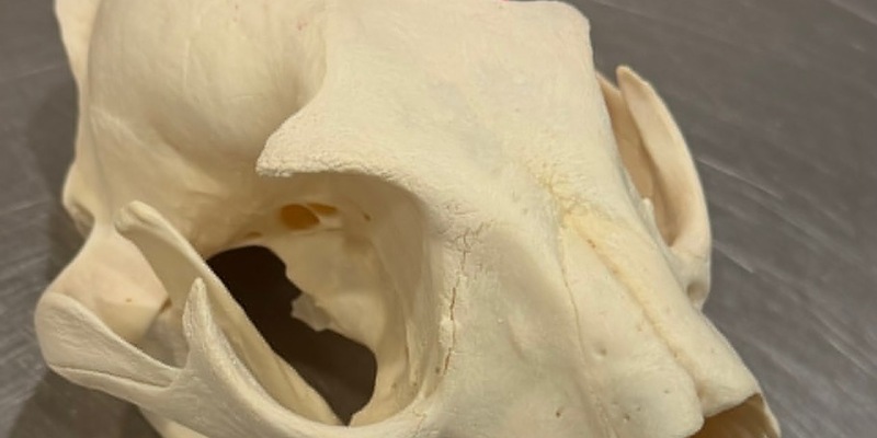 HZA-H: Hauptzollamt Hannover - Ein Koffer voll Arbeit - Foto: presseportal.de