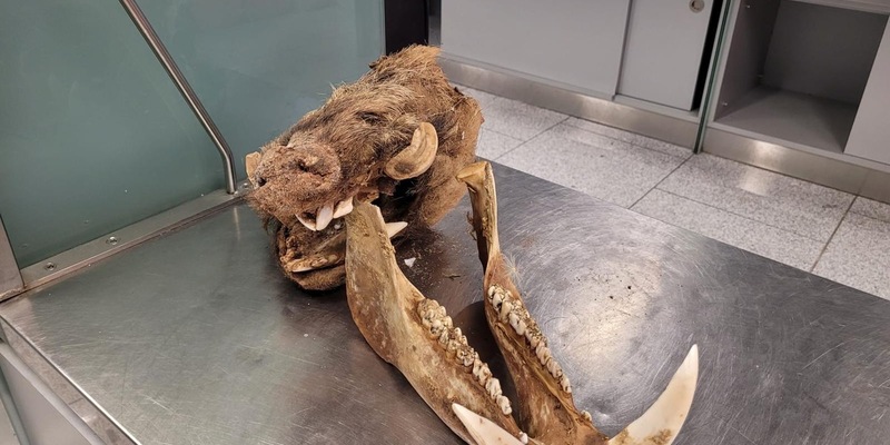 HZA-D: Zoll am Flughafen Düsseldorf hat Schwein gehabt / Zoll am Düsseldorfer Flughafen findet neben Zigaretten einen kompletten Wildschweinschädel - Foto: presseportal.de
