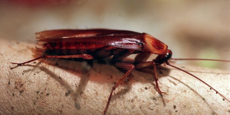 In Altenburg können Patenschaften für Kakerlaken übernommen werden. (Archivbild) - Foto: Stephanie Pilick/dpa