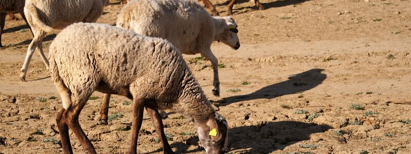 Die Serie schwerer Winterstürme mit Starkregen trifft eine Region, die sonst unter Wassermangel leidet.  - Foto: Álex Zea/EUROPA PRESS/dpa