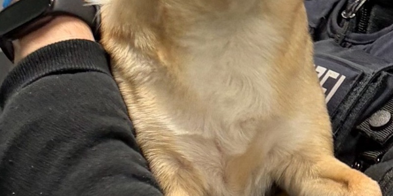 BPOL-HH: Bundespolizei vollstreckt Haftbefehl - Gesamtfreiheitsstrafe 1 Jahr und 6 Monate - Sicherstellung eines Hundes durch Bundespolizei - Foto: presseportal.de