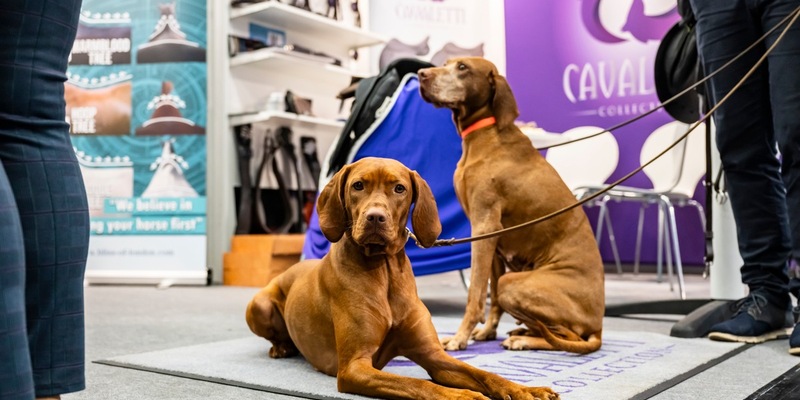Zuwachs auf vier Pfoten: Koelnmesse startet 2027 neues Messeangebot rund um das Thema Hund - Foto: presseportal.de