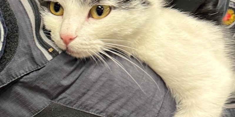 BPOL-HB: Ungewöhnlicher Einsatz am Bremer Hauptbahnhof: Kooperationsstreife nimmt vierbeinigen Schwarzfahrer in Obhut - Foto: presseportal.de