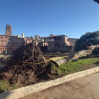 Nach Unwettern sind innerhalb eines Monats drei solcher Bäume mitten auf der berühmten Via dei Fori Imperiali umgestürzt - sie zählt zu den beliebtesten Straßen zum Flanieren und vor allem die zahlreichen Rom-Touristen nutzen sie.  - Foto: Dipartimento Ambiente Roma/dpa