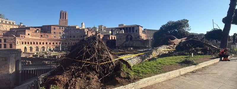Nach Unwettern sind innerhalb eines Monats drei solcher Bäume mitten auf der berühmten Via dei Fori Imperiali umgestürzt - sie zählt zu den beliebtesten Straßen zum Flanieren und vor allem die zahlreichen Rom-Touristen nutzen sie.  - Foto: Dipartimento Ambiente Roma/dpa