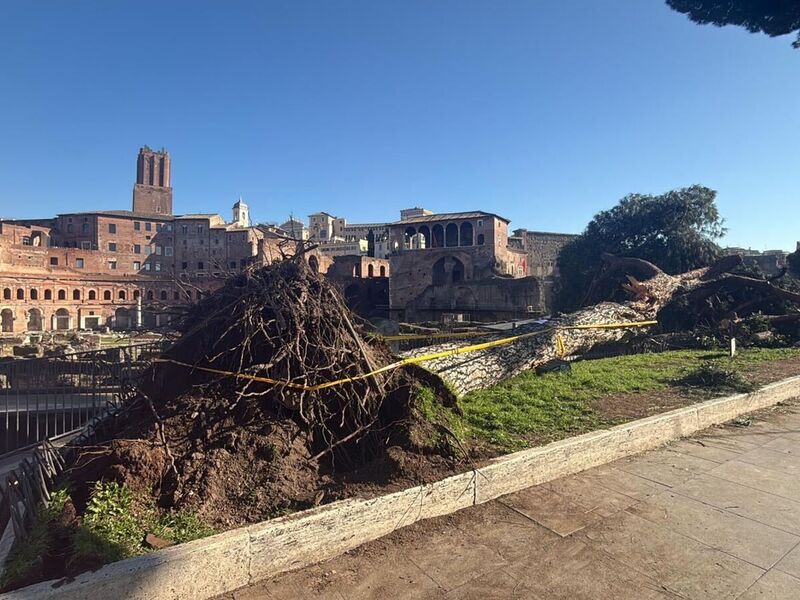 Nach Unwettern sind innerhalb eines Monats drei solcher Bäume mitten auf der berühmten Via dei Fori Imperiali umgestürzt - sie zählt zu den beliebtesten Straßen zum Flanieren und vor allem die zahlreichen Rom-Touristen nutzen sie.  - Foto: Dipartimento Ambiente Roma/dpa