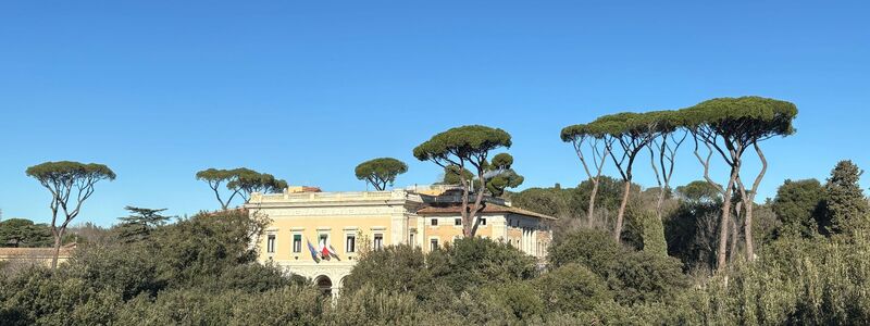 Wie Riesen ragen die Prachtpinien aus Roms Stadtbild heraus. - Foto: Robert Messer/dpa