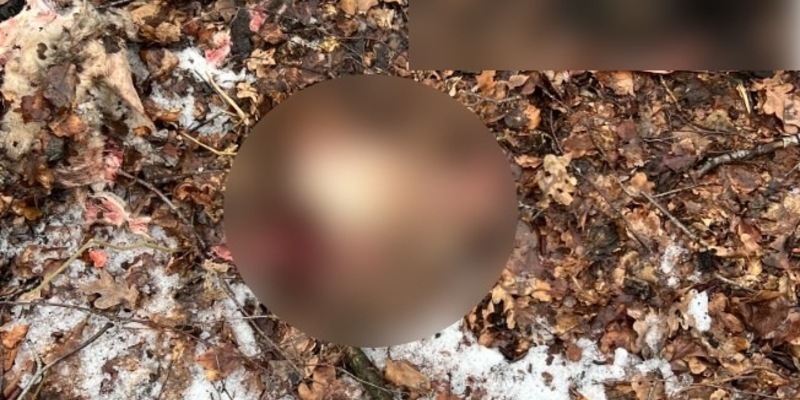 POL-ROW: Abgetrennte Schafsköpfe in Waldgebiet entdeckt - Polizei bittet um Hinweise - Foto: presseportal.de