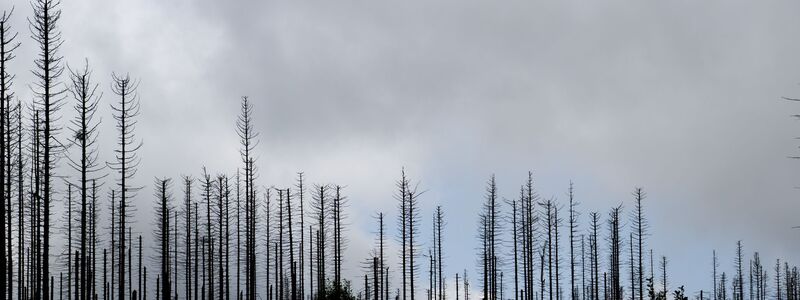 Trockenheit und Hitze fördern den Borkenkäfer. (Illustration) - Foto: Julian Stratenschulte/dpa