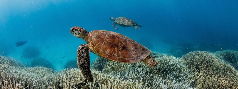 Deutlich erhöhte Wassertemperaturen führen immer häufiger zu Korallenbleichen. (Illustration) - Foto: -/Theundertow Ocean & Divers for Climate/AAP/dpa