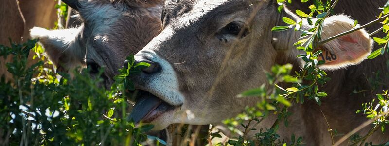 Die Fleischerzeugung hat einen erheblichen Einfluss auf Frankreichs CO2-Fußabdruck (Archivbild). - Foto: Nicholas Garriga/AP/dpa