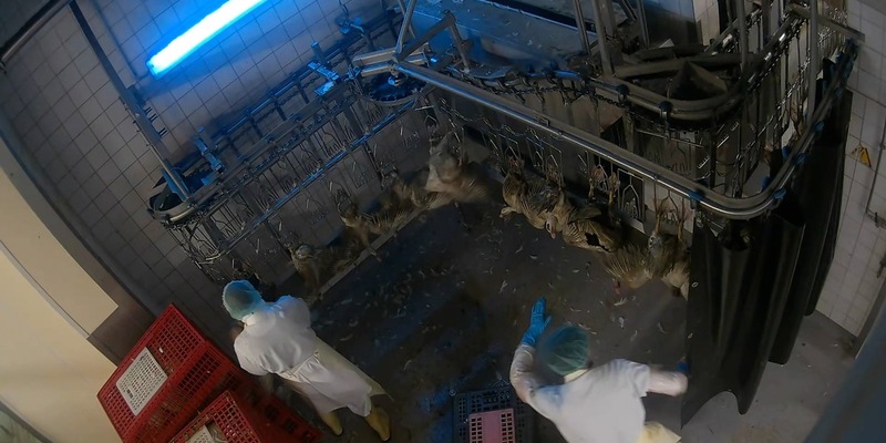 Vollständige Auswertung abgeschlossen: Bildmaterial belegt schwere Tierquälerei und strafrechtlich relevante Verstöße im Schlachthof von Dithmarscher-Geflügel - Foto: presseportal.de