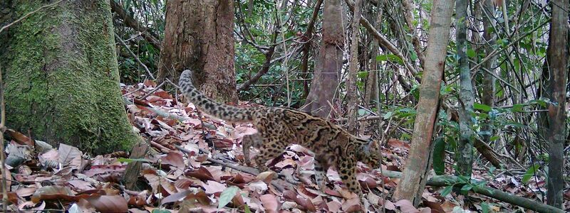 Marmorkatzen leben in Südostasien und gelten als gefährdet. Wegen ihrer versteckten, baumbewohnenden Lebensweise ist die Art kaum erforscht. - Foto: Fauna&Flora/XinHua/dpa
