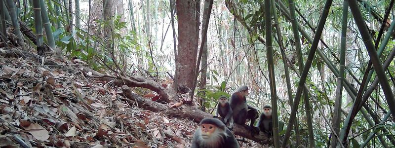 Kleideraffen gelten als einige der schönsten Primaten der Welt - aber sie sind extrem selten. - Foto: Fauna&Flora/XinHua/dpa