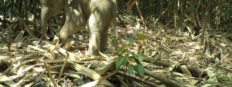 Die Kamerafalle nahm auch einen jungen Asiatischen Elefanten im Annamiten-Gebirge auf. - Foto: Fauna&Flora/XinHua/dpa