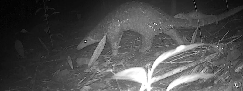 Sunda-Schuppentiere sind vor allem wegen Wilderei und Lebensraumverlust vom Aussterben bedroht. - Foto: Fauna&Flora/XinHua/dpa