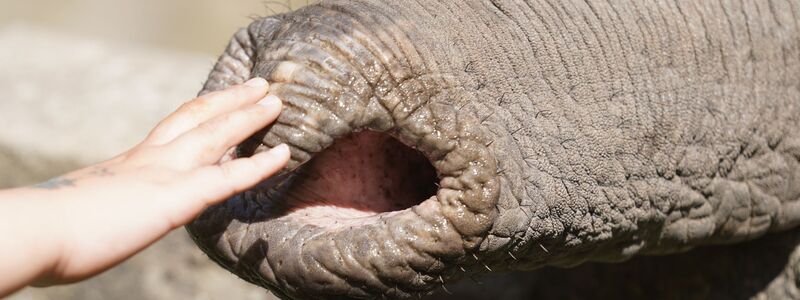 Elefanten zupfen trotz grober Statur präzise Blätter, sie schöpfen Wasser und können winzige Futterstücke ebenso aufheben wie Baumstämme.  - Foto: Marcus Brandt/dpa