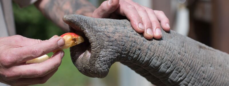 Ein Tierpfleger gibt einem Elefanten Futter. - Foto: Alejandro Posada/Heidelberg Zoo/Max-Planck-Institut für Intelligente Systeme/dpa