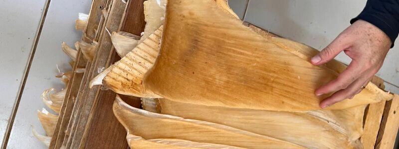 Die Polizei hat mehr als 1,5 Tonnen Haiflossen beschlagnahmt. - Foto: ---/Policia Federal Brasil/dpa