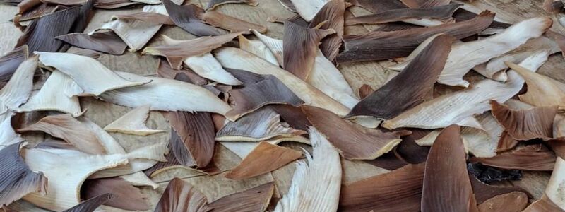 Die Ware gilt als besonders lukrativ. - Foto: ---/Policia Federal Brasil/dpa