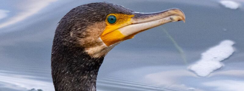 Kormorane sind eigentlich menschenscheu. (Symbolbild) - Foto: Stefan Sauer/dpa